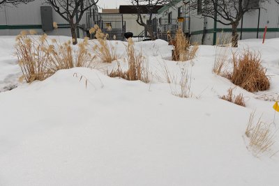 Grass Garden Area (6218)
