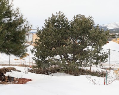 Pinon Pine #121 (6234)