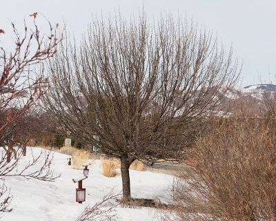 Ussurian Pear #101 (6239)