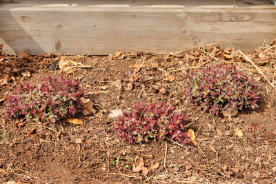 Cushion Spurge #837 (0820)