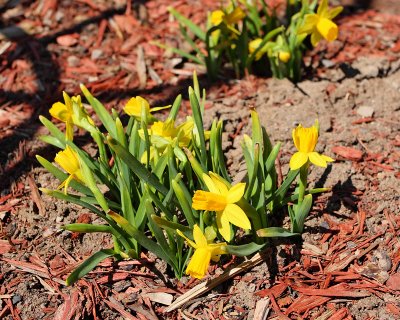 Daffodil 'Rijnvelds Early Sensation' (9708)