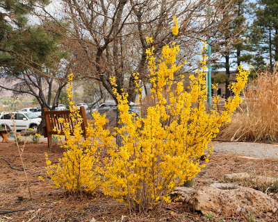Forsythia #421 (0802)