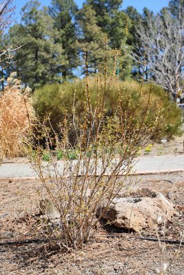 Forsythia #421 (9711)