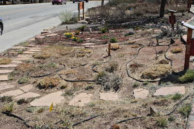 Grass Garden Area at E (9705)