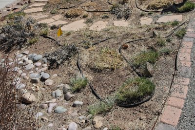Grass Garden Area at SW looking down (9704)