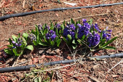 Hyacinth 'Isabelle' #517 (9706)