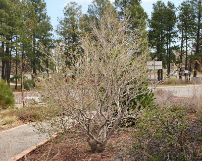 Korean Spice Viburnum #432 (0800)
