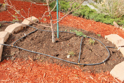 New Herb Garden Area B (0815)