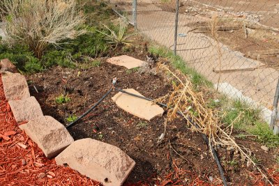 New Herb Garden Area C (0816)