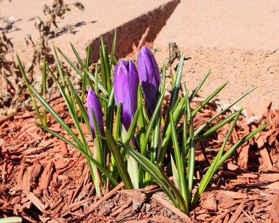 Spring Crocus #516 (9694)