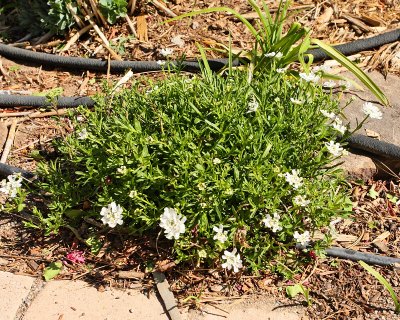 Candytuft #742 (5389)