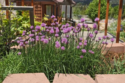 Chives #608 (9334)