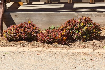 Cushion Spurge #837 (3964)