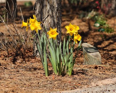 Daffodil #502 (3958)