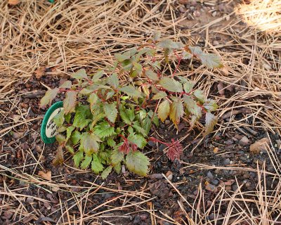 False Spirea 'Fanal'  #887 (5435)