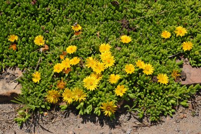 Gold Ice Plant at BB34 #737 (9328)