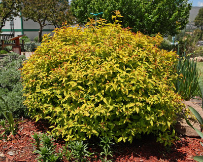 Goldflame Spirea #313 (9321)