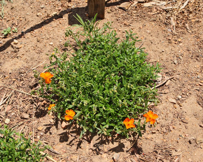 Helianthemum at 12I #000 (9336)