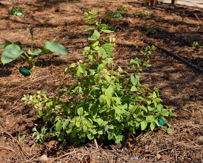 Honeysuckle 'Claveys Dwarf' #450 (5431)