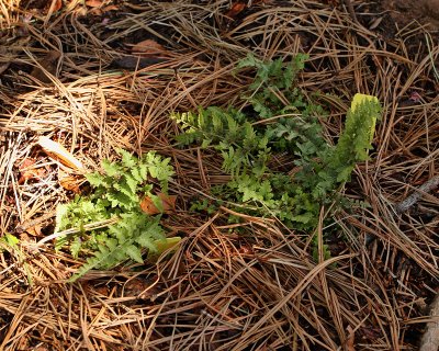 Japanese Painted Fern #893 (5434)