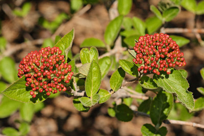 Korean Spice Viburnum #432 (3975)