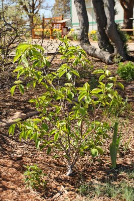 Nannyberry Viburnum #407 (5386)