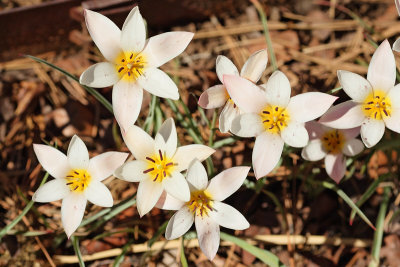 Tulip Ancilla (3960)