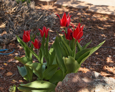 Tulips #000 at P9 (5411)