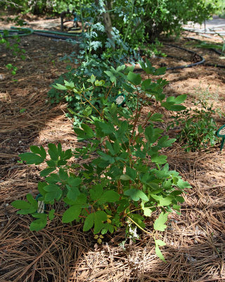 Bleeding Heart #886 (2nd plant) (3851)
