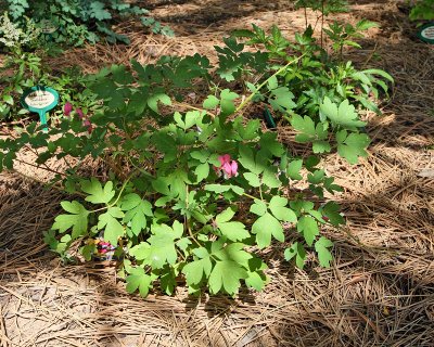 Bleeding Heart #886 (3845)