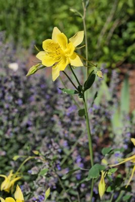 Columbine #709 (4079)