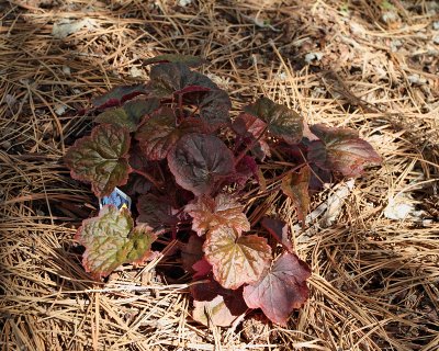 Coral Bells 'Palace Purple' #885 (3829)