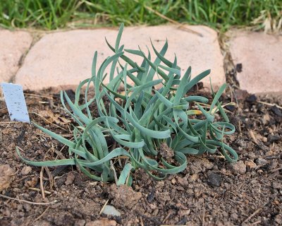 Curly Chives #618 (4072)