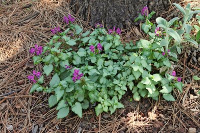 Dead Nettle 'Purple Dragon' #880 (3835)