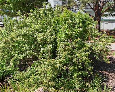 Dwarf Ninebark #424 (3989)