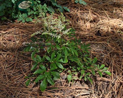 False Spirea 'Deutschland' #887 (3850)
