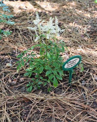 False Spirea 'Deutschland' #887 (4095)