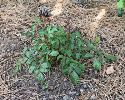 False Spirea 'Fanal' #887 (3856)