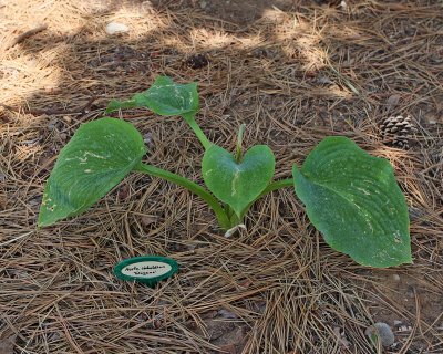Hosta 'Elegans' (3823)