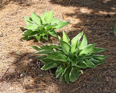 Hosta 'Francee' #883 (3821)