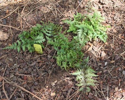 Japanese Painted Fern #893 (3859)