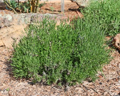 Lavender #601 (4068)