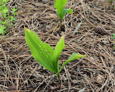 Lily of the Valley #879 (3839)