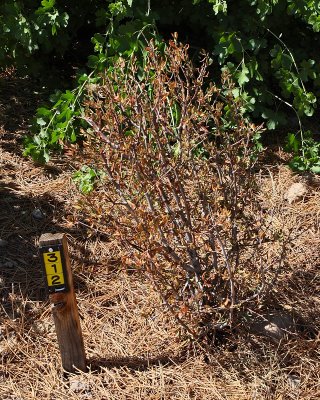 Little Leaf Mahogany #311 (3972)