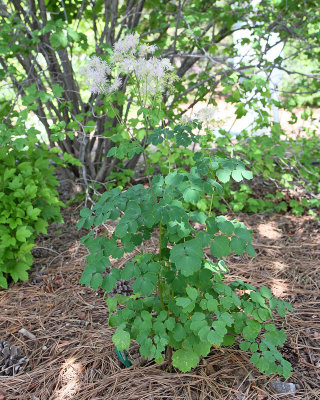 Meadowrue 'Columbine' #890 (3852)