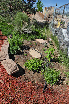 New Herb Garden Area C (3982)