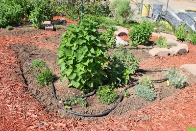New Herb Garden Area E (3979)