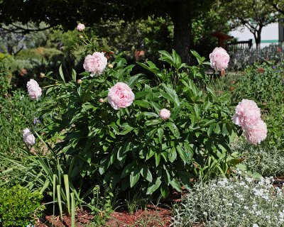 Peony, Kansas #752 (4062)