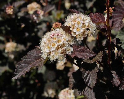 Purple Leaf Ninebark #302 (3976)