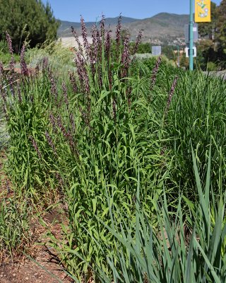 Purple Top Grass #524 (3960)